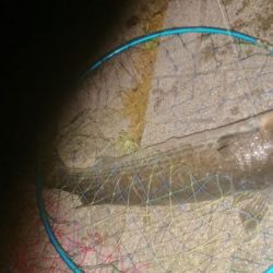 ばち抜けシーバス狙い